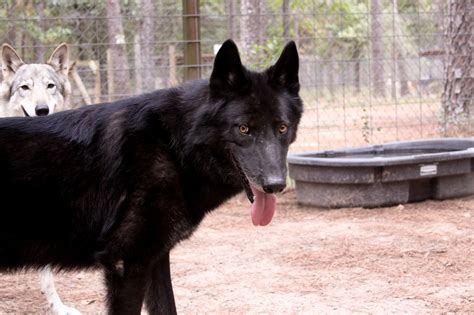 Log in to comment. . Wolfdog rescue texas